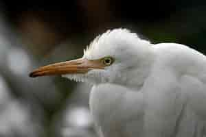 Photo gratuite aigrette garde-boeuf oiseau gros plan tête dans la nature oiseau aigrette garde-boeuf