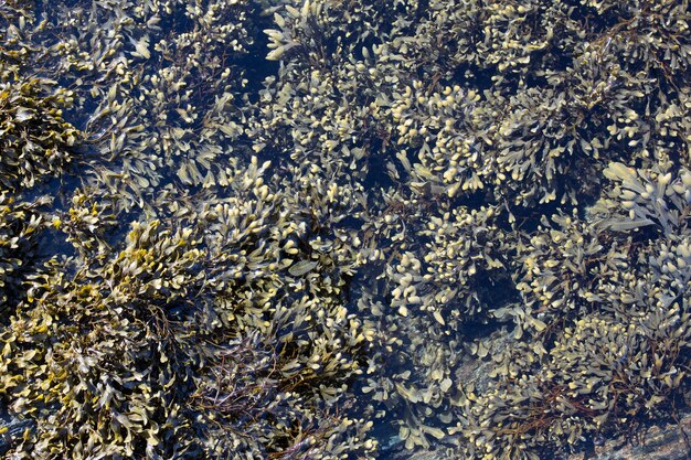 Algues au bord de la mer