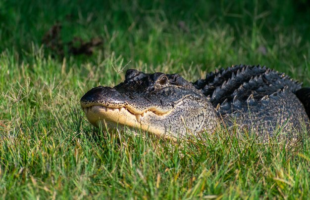 Alligator américain noir rampant sur l'herbe sous la lumière du soleil avec un arrière-plan flou