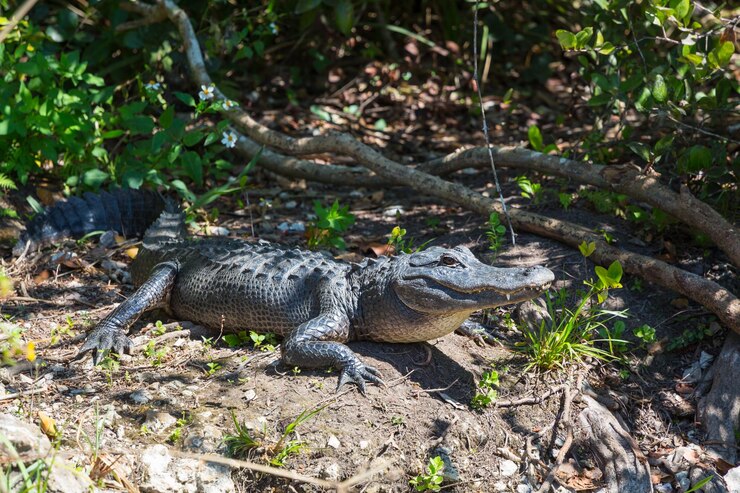 Photo gratuit l'alligator est un oiseau.