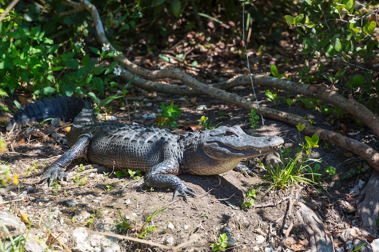 Photo gratuit alligator