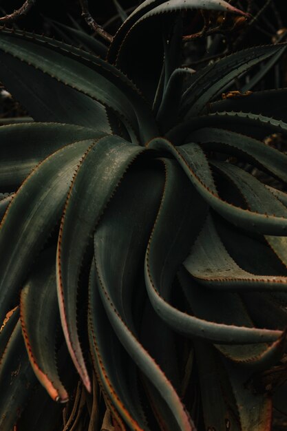 Aloe vera plante dans le jardin