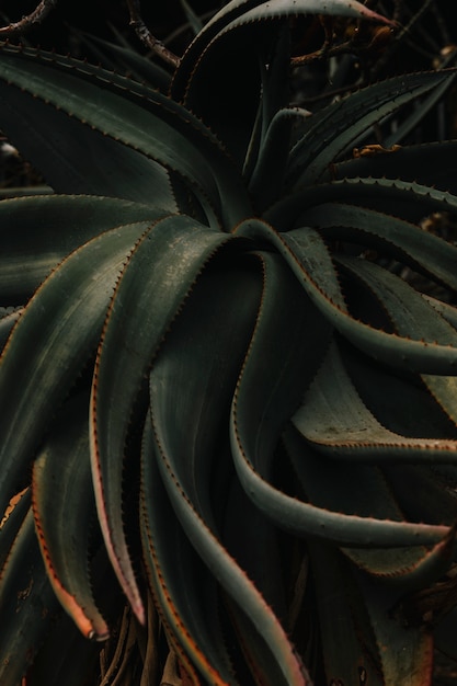 Aloe vera plante dans le jardin