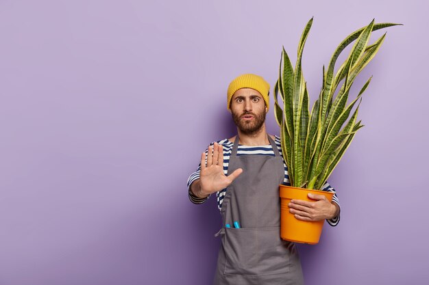 Un amoureux sérieux des plantes mâles choqué fait un geste de refus, dit qu'il n'a pas besoin d'aide, se soucie de la croissance de la sansevieria en pot de fleurs