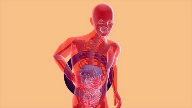 Photo gratuite anatomie 3d abstraite du système digestif