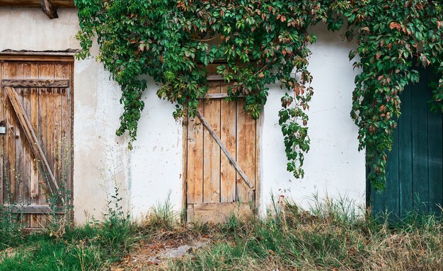 Ancien essai avec une porte en bois texturé, un vieux mur avec du plâtre en ruine, envahi par les raisins sauvages. Destruction naturelle de la structure