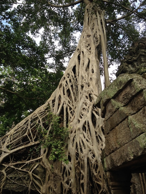 Anckor palaces, Siem Reap, Camboda. Beau paradis.