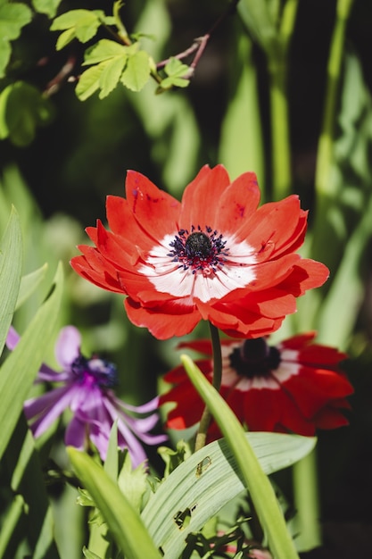 Anémone de pavot dans le jardin botanique VanDusen sous la lumière du soleil à Vancouver, Canada