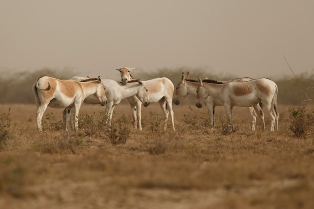 Photo gratuite Ânes sauvages dans le désert