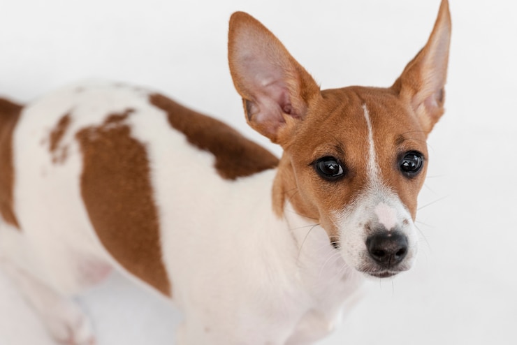 Photo gratuit angle élevé de chien mignon