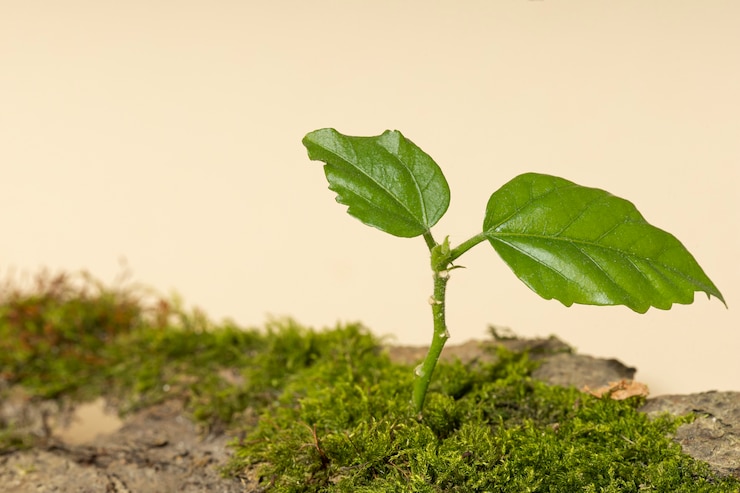 Photo gratuit angle élevé de la croissance de l'herbe sur le podium de la terre