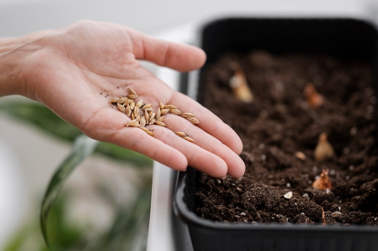 Photo gratuit angle élevé de femme tenant des graines pour la plantation avec pot