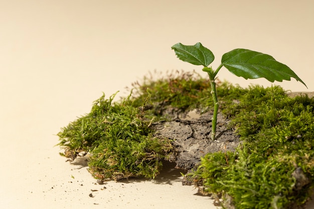 Angle élevé d'herbe poussant sur le podium de la terre