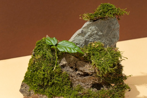 Angle élevé d'herbe poussant sur le podium de la terre