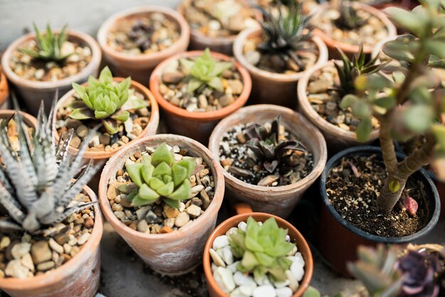 Angle élevé de plantes dans des pots marron