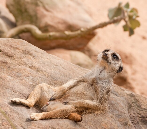 Angle hollandais tourné d'un suricate allongé sur une surface rocheuse