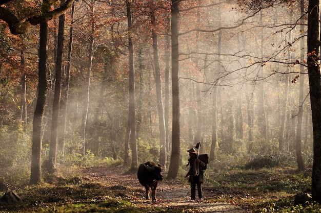 Photo gratuite animal et homme marchant dans la forêt