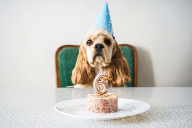 Anniversaire De Chien Cocker Spaniel Americain Photo Premium Anniversaire De Chien Cocker Spaniel Americain Photo Premium