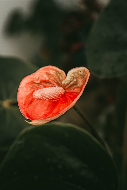 Photo gratuite anthurium plante à fleurs rouges
