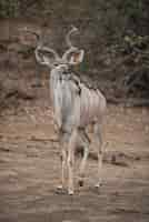 Photo gratuite antilope kudu avec de petits oiseaux sur le dos