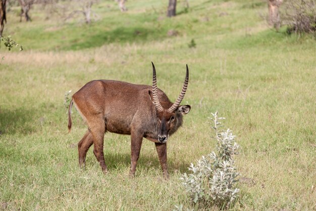 Antilope sur un mur d'herbe verte