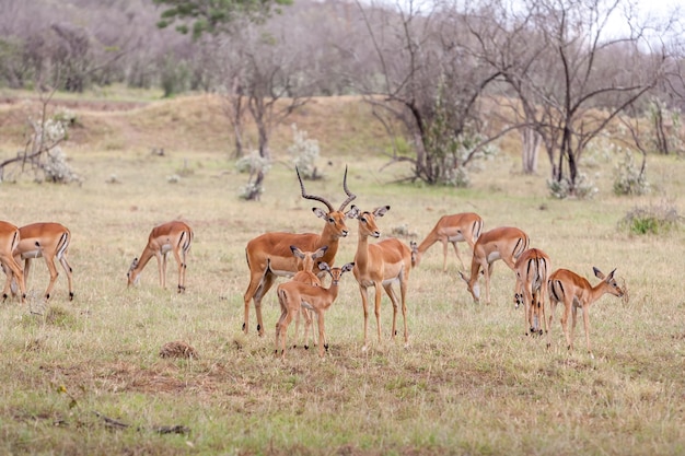 Antilopes Sur Fond D'herbe Verte