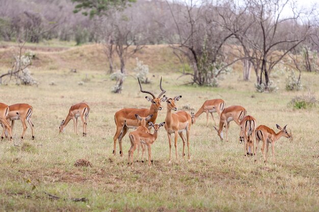 Antilopes sur fond d'herbe verte