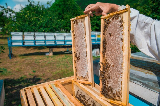 Apiculteur tenant des ruches d'abeilles avec du miel. Photo de haute qualité