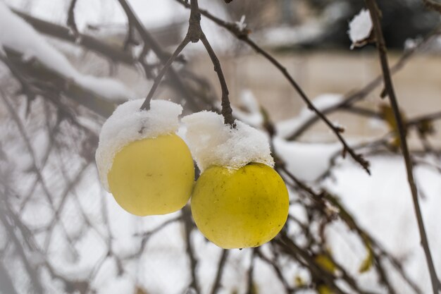 Apple pèse sur les branches dans la neige, le début de l'hiver