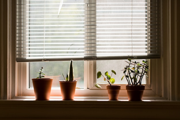 Photo gratuite appui de fenêtre avec des plantes d'intérieur dans des pots bruns à l'intérieur d'une pièce