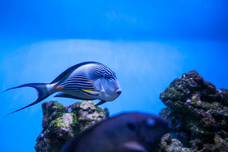 Photo gratuit aquarium tropical de mer poissons de corail