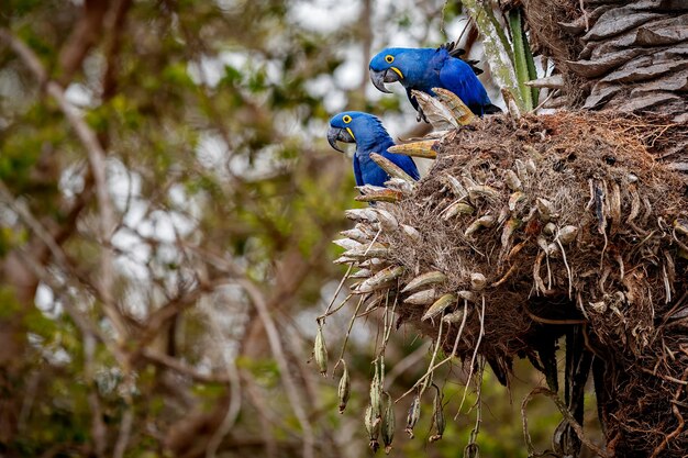 Ara hyacinthe sur un palmier dans l'habitat naturel