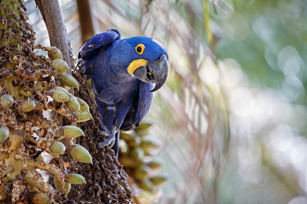 Photo gratuite ara hyacinthe sur un palmier dans l'habitat naturel