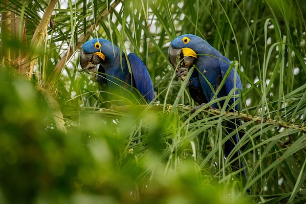 Ara hyacinthe sur un palmier dans l'habitat naturel