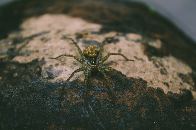 Araignée assise sur bois