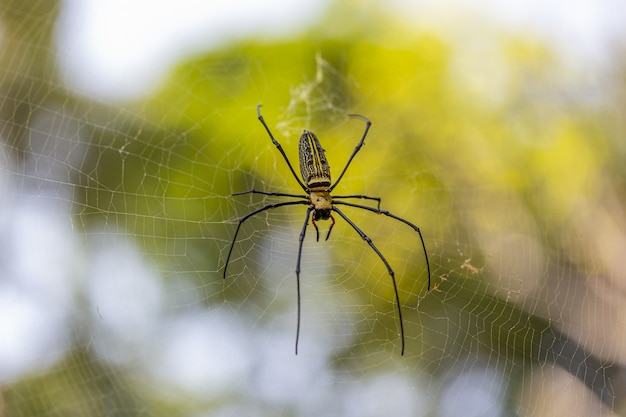 Araignée aux longues pattes sur le web