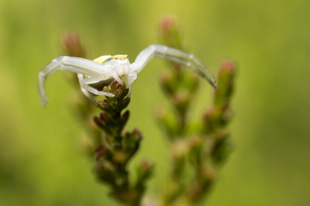 Araignée blanche sur plante verte close up