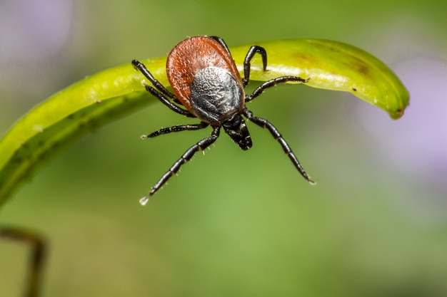 Araignée brune sur feuille verte close up
