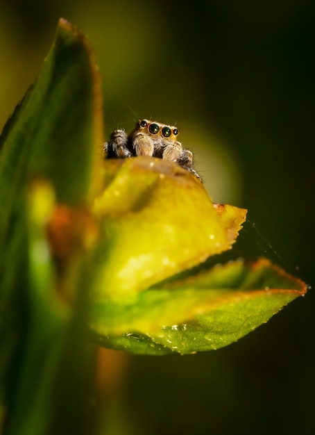 Araignée brune et noire sur feuille verte