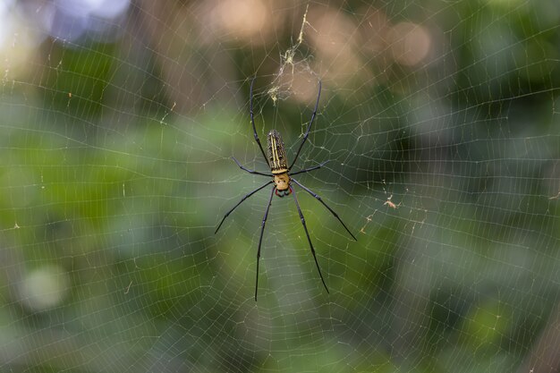 Araignée brune et noire sur le web