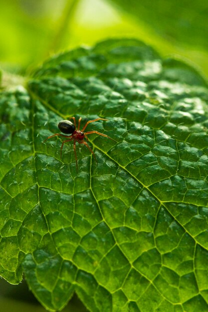 Araignée de gros plan sur feuille verte