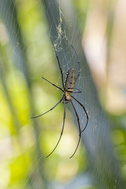 Araignée noire et jaune sur le web