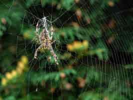 Photo gratuite araignée rayée brune faisant son réseau naturel pendant la journée