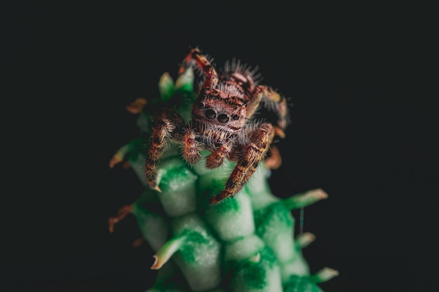 Photo gratuite araignée sauteuse mignonne sur une plante d'intérieur