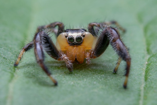 Photo gratuite araignée sauteuse