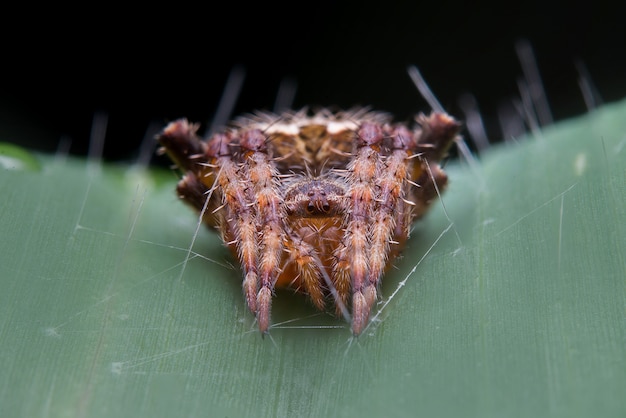 Photo gratuite araignée sauteuse