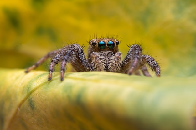 Photo gratuite araignée sauteuse