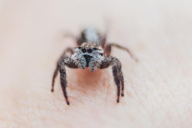 Photo gratuite araignée sauteuse