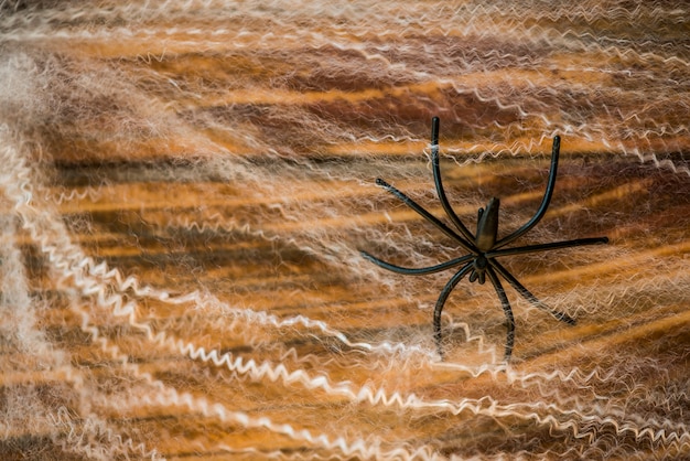 Photo gratuite araignée en toile d'araignée