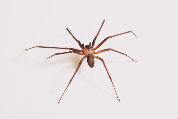 Araignée unique isolée sur fond blanc